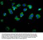 ASIC1 Antibody
