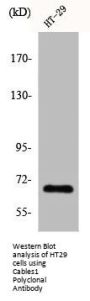 CABLES1 Antibody