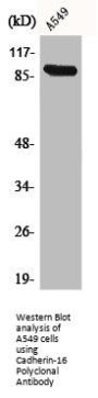 CDH16 Antibody