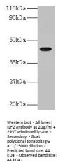 ILF2 Antibody