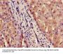 ILF2 Antibody