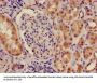 ILF2 Antibody