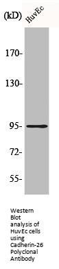 Cadherin-26 Polyclonal Antibody