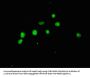 ACLY Antibody