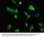 ACSL1 Antibody
