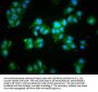 ACTA1 Antibody