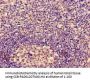 ACTB Antibody