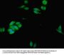 ACTB Antibody