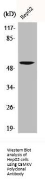 CAMKV Antibody