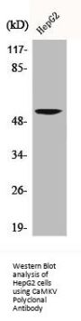 CAMKV Antibody