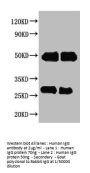 Rabbit anti-Human IgG Antibody