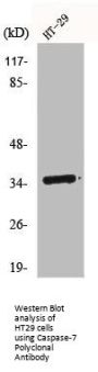 CASP7 Antibody
