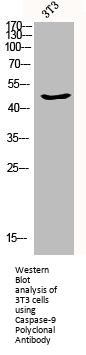 CASP9 Antibody