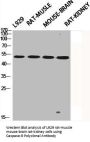CASP9 Antibody