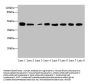 ACTL6A Antibody