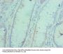 ACTL6A Antibody