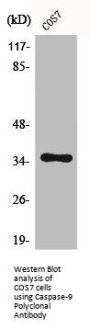 CASP9 Antibody