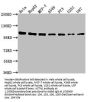 ACTN1 Antibody