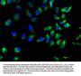 ACTN1 Antibody