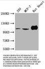 ACTN2 Antibody
