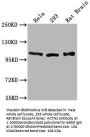ACTN2 Antibody