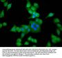 ACTN3 Antibody