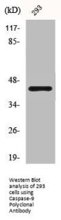 CASP9 Antibody