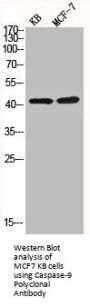 CASP9 Antibody