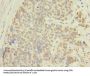 ACTRT1 Antibody