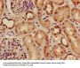ACTRT1 Antibody