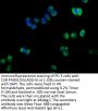 ACTRT1 Antibody