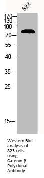 CTNNB1 Antibody