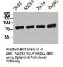 CTNNB1 Antibody