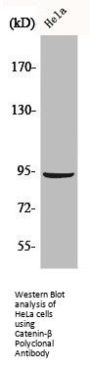 CTNNB1 Antibody