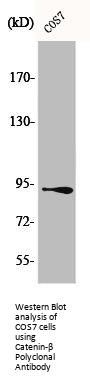 CTNNB1 Antibody
