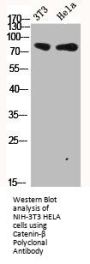 CTNNB1 Antibody
