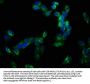 ADAM10 Antibody