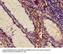 ADAM10 Antibody