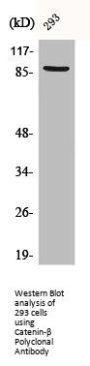 CTNNB1 Antibody