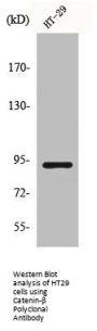 CTNNB1 Antibody