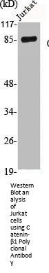 CTNNB1 Antibody
