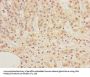 ADAMDEC1 Antibody