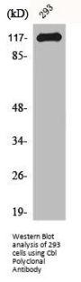 CBL Antibody