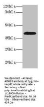 ADH1B Antibody