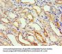 ADH4 Antibody