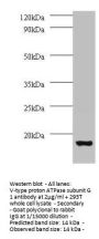 ATP6V1G1 Antibody
