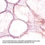 ATP6V1G1 Antibody