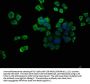 ATP6V1G1 Antibody