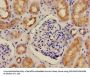 ATP6V1G1 Antibody
