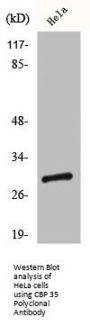 LGALS3 Antibody